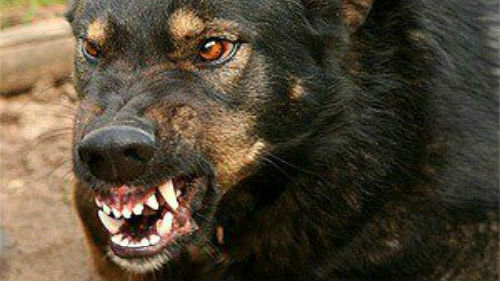 [Oct 2013] Chased by a&nbsp;Dog